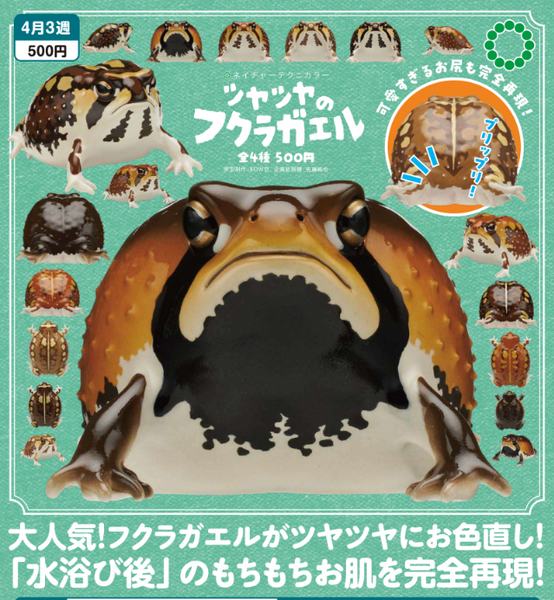 【4月予約】【送料無料】ネイチャーテクニカラー ツヤツヤのフクラガエル 全4種 コンプリート